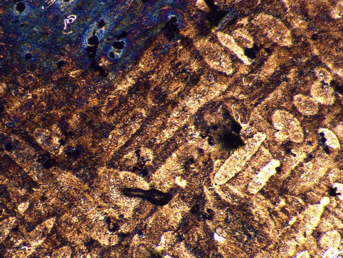 國產(chǎn)金相顯微鏡與科研級數(shù)字?jǐn)z像頭MSX2完美結(jié)合