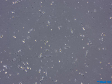 倒置顯微鏡助力深圳匯康中健診所活細胞觀察