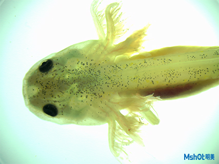 明美顯微鏡相機應用于蠑螈活體檢測