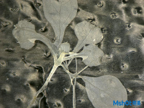 明美體視顯微鏡應用于植物組織的觀察