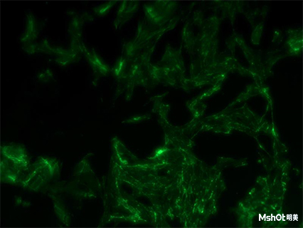 熒光顯微鏡效果圖