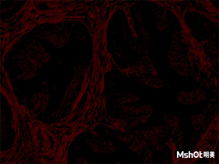 明美熒光顯微鏡應用于熒光試劑染料檢測粉末