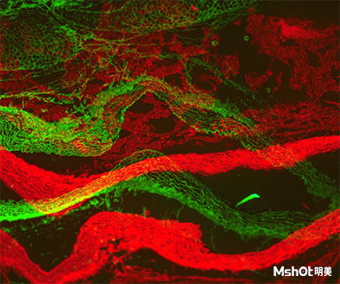明美CCD顯微鏡相機助力中山大學藥學院細胞培養(yǎng)檢測