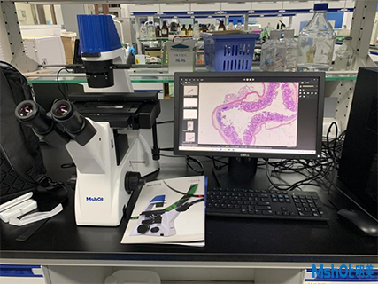 明美倒置顯微鏡應用于細胞生長觀察