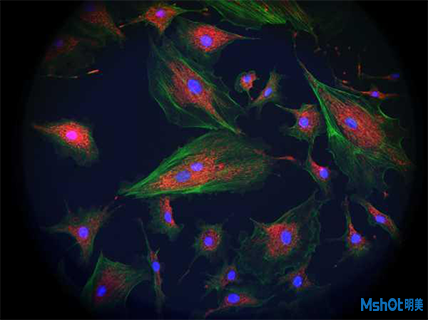 明美倒置顯微鏡用于細胞爬片觀察