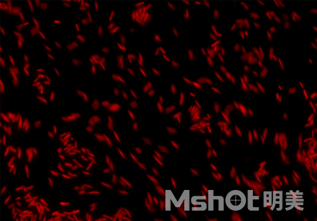 明美顯微鏡相機助力于芽孢桿菌研究