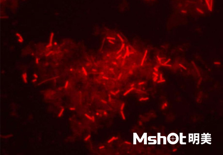 正置熒光顯微鏡應用于農(nóng)業(yè)生態(tài)領域-枯草芽孢桿菌