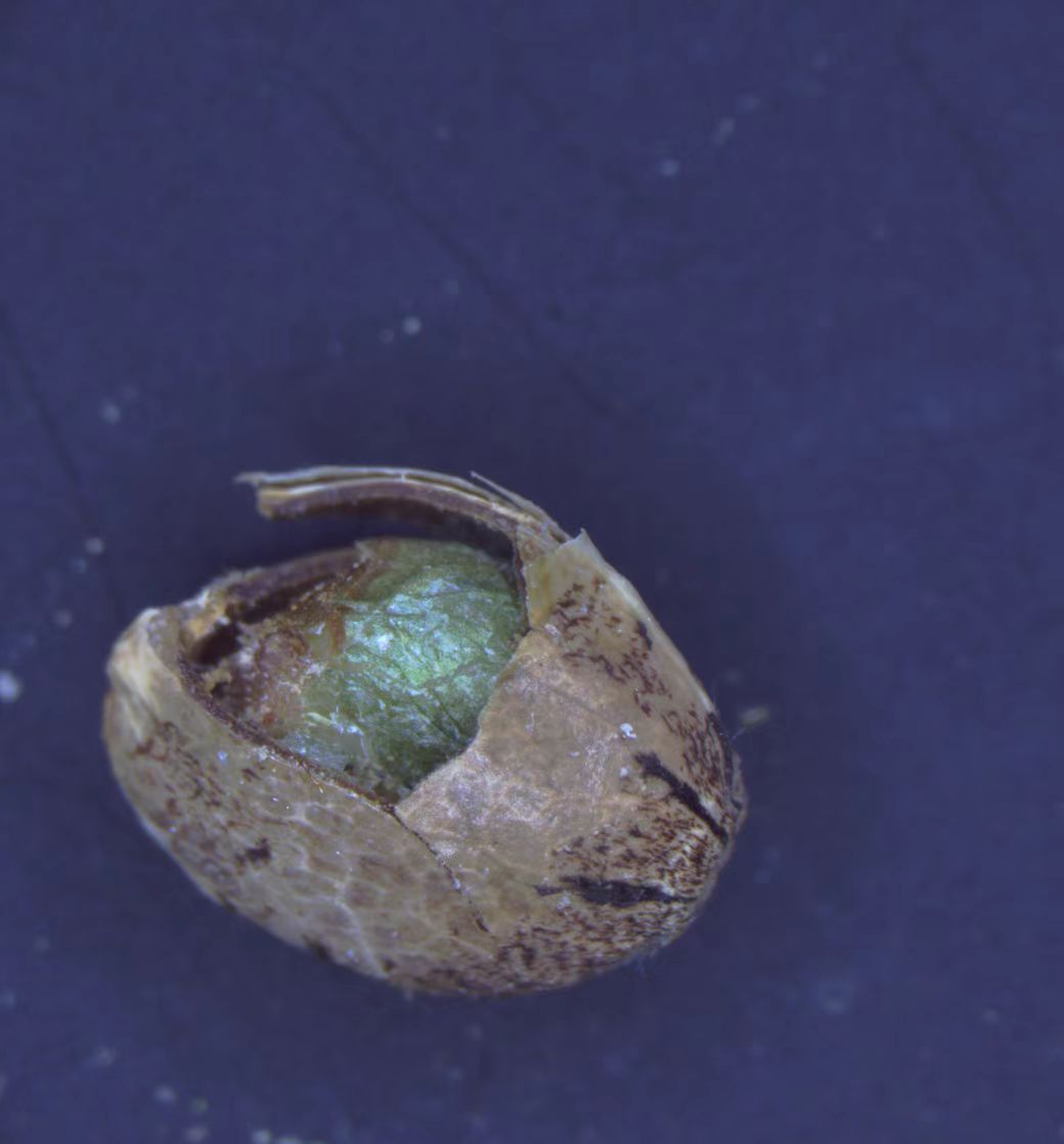 體視顯微鏡下的火麻仁|應用百科