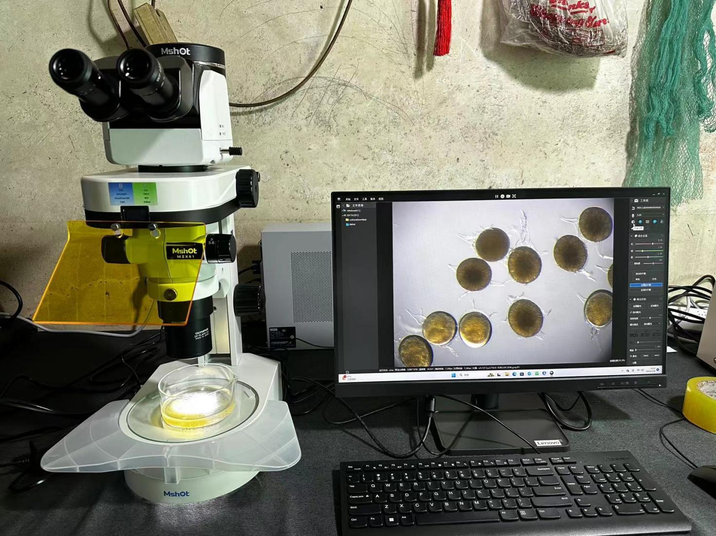 體視熒光顯微鏡下的魚蝦檢測|應用百科