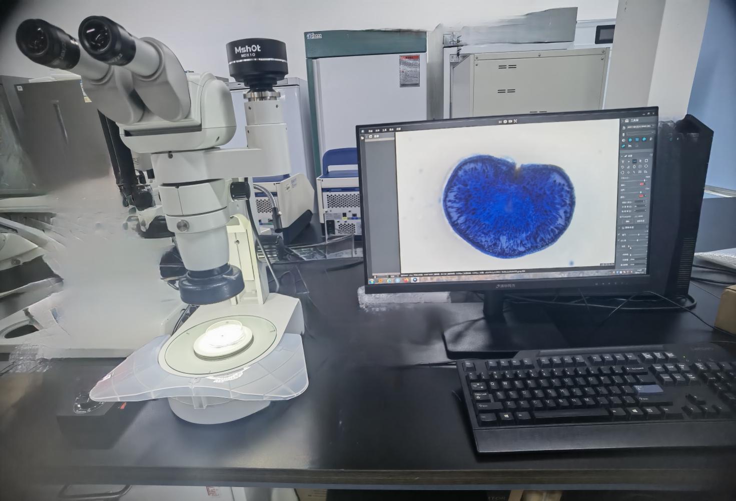 體視顯微鏡應用于種子篩查|應用百科