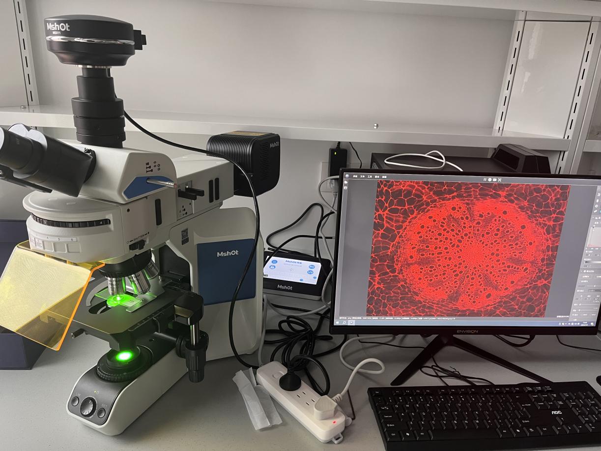體視顯微鏡應用于小鼠組織的解剖|應用百科