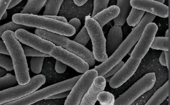 顯微鏡用于傷寒沙門菌檢測|應用百科