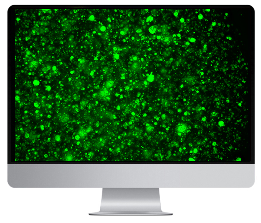 活細(xì)胞掃描分析儀效果圖