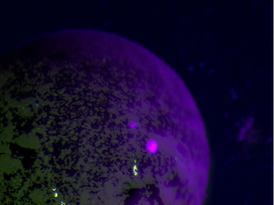 體視熒光顯微鏡應用于珠寶鑒定|應用百科