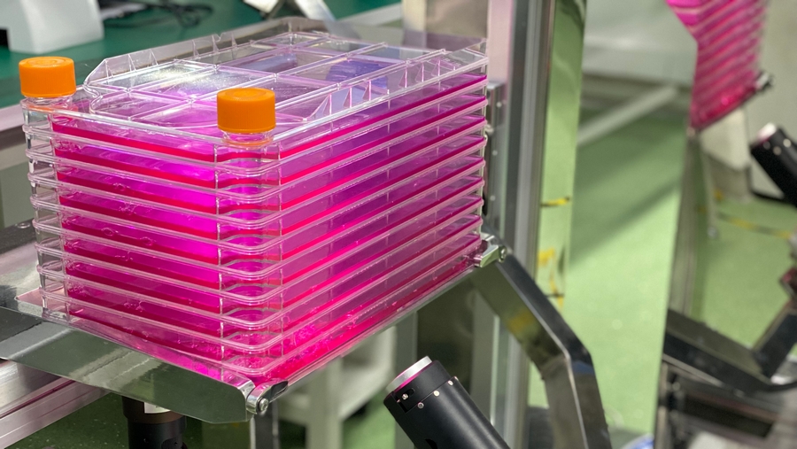 大規(guī)模干細胞培養(yǎng)用什么看？細胞工廠顯微鏡MI52-CF了解下