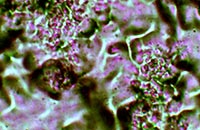 ��ճ��Ĕz�D�@΢�DƬ