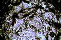 ��ճ��Ĕz�D�@΢�DƬ