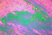 ��W(xu��)�Ĥ�@΢�DƬ