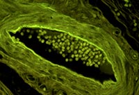 �{ɫ�ɹ�ģ�K�Ĕz�ğɹ��@΢�DƬ